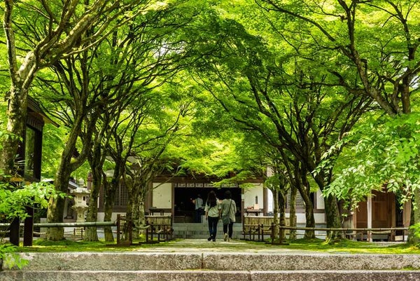 【下関・新下関発】さくらんぼ!メロン!桃!3つの果物お持ち帰りと青葉と苔の緑に包まれる吞山観音寺 花と音色で楽しむ雨季ウキバスツアー 日帰り2